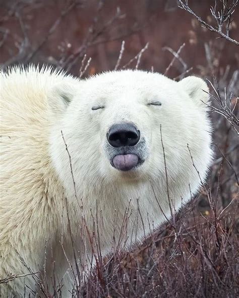 Polar Bear Ursus Maritimus Ours Polaire Image By Rhloutdoors