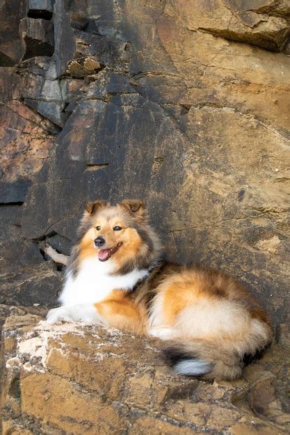 Perro Pastor Shetland Sable Rojo Esponjoso Foto Premium