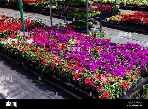 Ornamental flowers on sale in plants nursery Stock Photo - Alamy