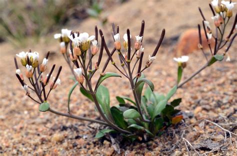 Plantsnap – Identify Plants, Trees, Mushrooms With An App