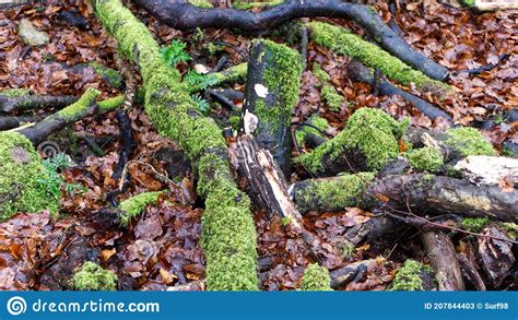 Beautiful Ancient Forest Woodland With Moss Covered Trees Stock Image