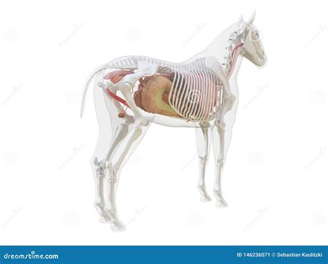 Horse Esophagus - Horse Equus Anatomy - Isolated On White Royalty-Free ...