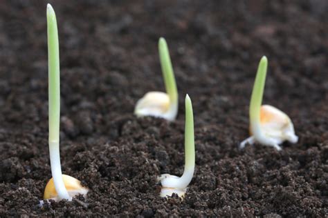 Germinación del frijol Huerto en casa