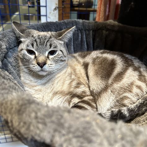 animal shelter pomona ca 8