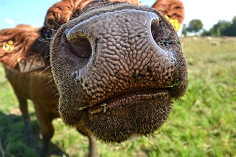 News Cow Noses Unlock Facial Recognition Technology