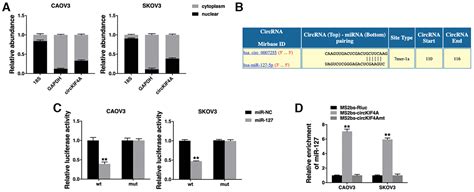 Circkif4a Sponges Mir 127 To Promote Ovarian Cancer Progression