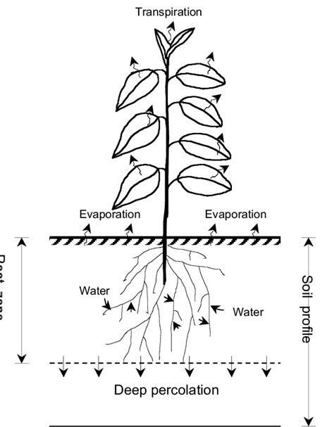 Schematic Representation Of The Evapotranspiration Process Download Scientific Diagram