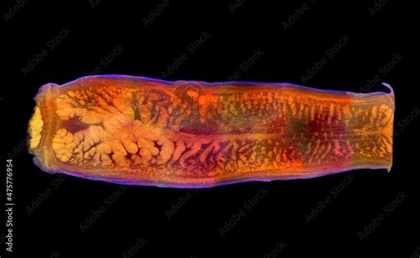 Foto De Tapeworm Segment Taenia Saginata Gravid Proglottid With Clear