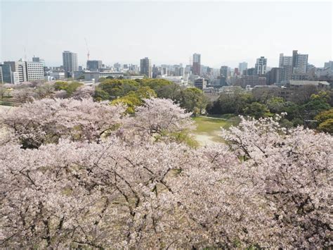 후쿠오카 벚꽃축제 후쿠오카 성 오호리 공원 스타벅스 탐방기~ 네이버 블로그