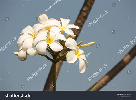 Frangipani Tropical Flowers Deciduous Tree Plumeria Stock Photo