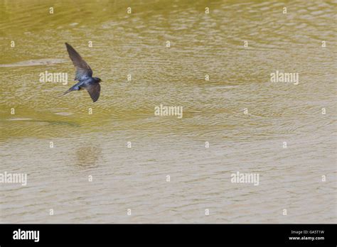 Barn Swallow in flight Stock Photo - Alamy