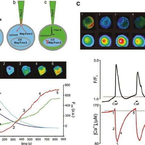 2 Monitoring Of Intra ER Ca 2 Dynamics Using Mag Fura 2 In