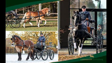 Hengstpr Sentation Schweres Warmblut Kaltblut Haflinger Und