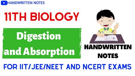 Digestion And Absorption In Biology Class Biology Digestion And