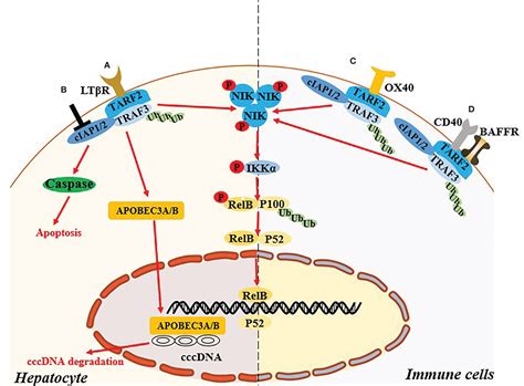 Frontiers Interplay Between Non Canonical Nf B Signaling And