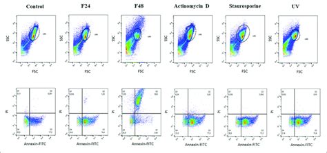 Flow Cytometry Analysis Of Apoptosis And Necrosis Induced In G