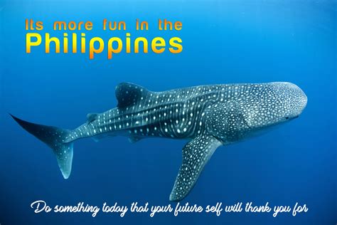 Cebu Whale Shark Quote FIlipinay