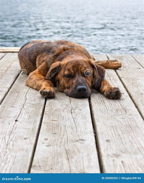 Brindled Plott Hound Puppy Stock Photo Image Of Brindle 20000302