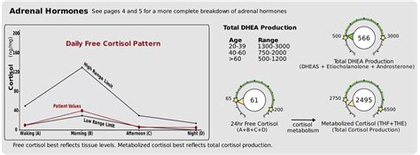 Look At Your Adrenal And Sex Hormones In A Unique Way The Dutch Test Bio Individual Wellness