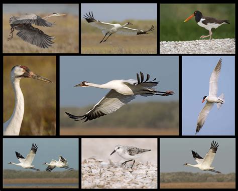 2024 whooping cranes of aransas nwr — Hector Astorga Photography