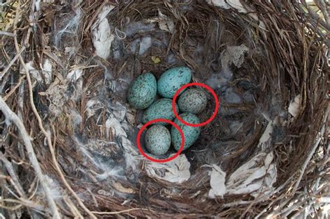 Smell No Evil Birds Use Odd Smells To Eject Foreign Eggs From Their Host Nest