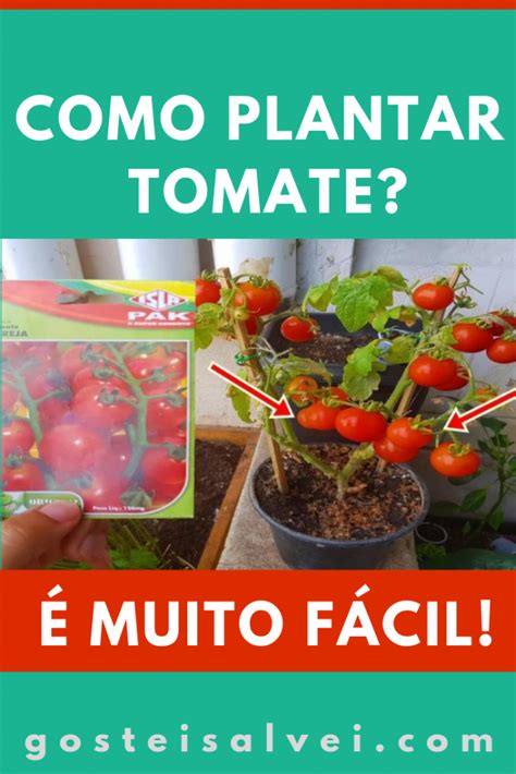 Como Plantar Tomate Muito F Cil Gosteisalvei