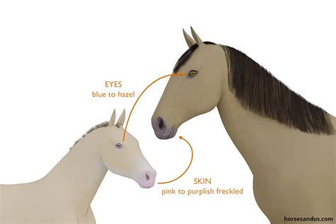 What Is A Champagne Horse Explained With Pictures