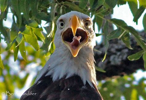 Bald Eagle At White Rock Lake In Dallas Texas Photo By Ben Sandifer