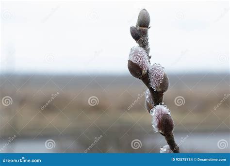 Seals Of Pussy Willow With Drops Of Water Stock Photo Image Of Outdoor Rain