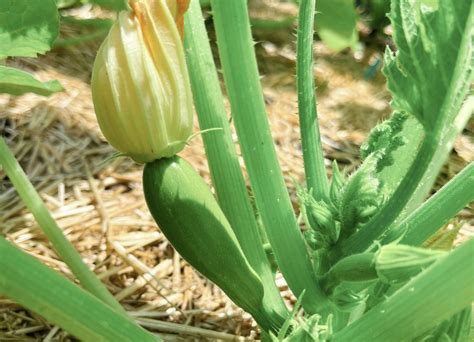 Zucchini Flowers | The Birds and Bees, Plant Anatomy and How it Works - Home on Liberty Hill