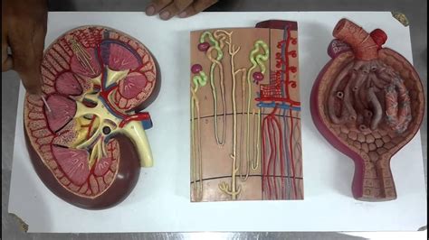 Sistema UrinÁrio Ou Excretor Anatomia Humana Anatomia Prática Youtube