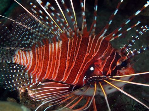 Spotfin Lionfish Pterois Antennata Anilao Philippines Photo