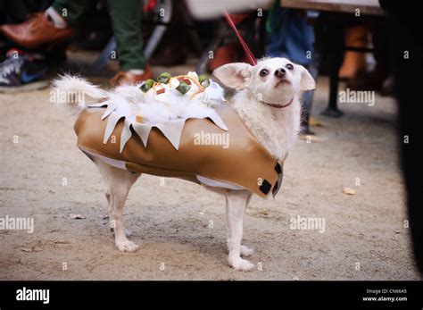 Dogs In Halloween Costumes 2011