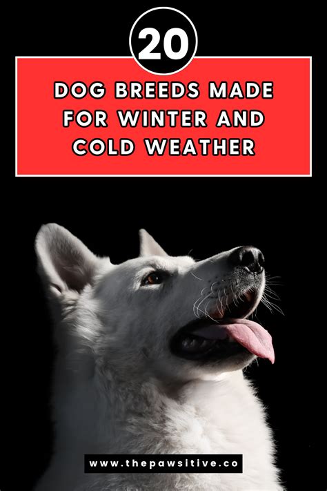 20 Dog Breeds Made For Winter And Cold Weather Cold Weather Dog