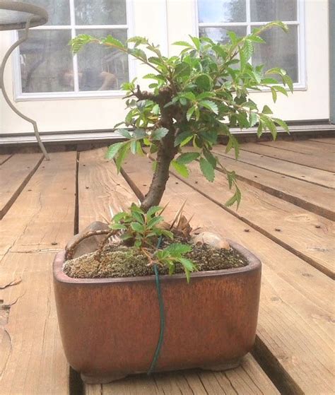 Chinese Elm: Summer Pruning [Bonsai] — Steemit