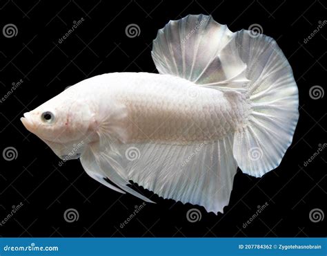 Betta White Platinum Plakat Hmpk Male Or Plakat Fighting Fish Splendens