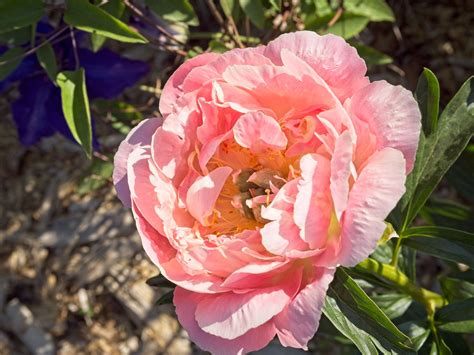 Peony Pink Hawaiian Coral 23W22 XPeony F2 Peony Pink H Flickr