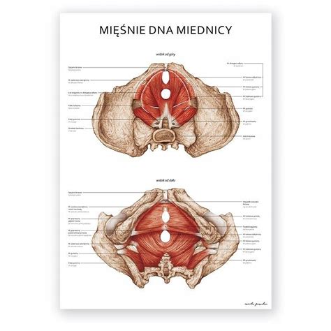 Plansza Tablica Anatomiczna Plakat Dno Miednicy Allegro Pl