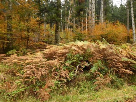 Natura Spettacolo L Autunno Sull Appennino Romagnolo Valle Savio