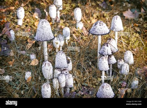 Nos Champignons Et Champignons Comestibles Banque De Photographies Et D