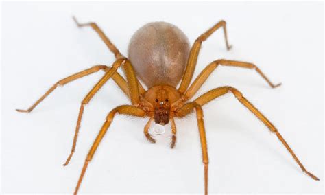 Académicos descubren nueva especie de araña violinista en México Ya