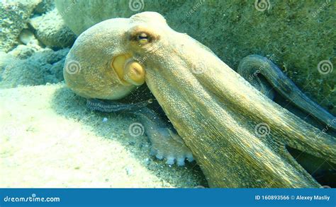 Octopus Vulgaris, Common Octopus Hunting. Stock Photo - Image of ...