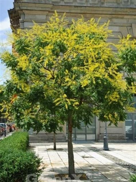 Blasenesche Blasenbaum Chinesischer Lackbaum Koelreuteria