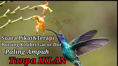 Suara Pikat Burung Kolibri Gacor Paling Ampuh Tanpa Iklan Youtube