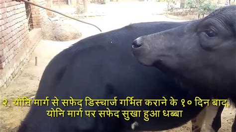 गाय भैंस का गर्भ से ठहरी या नहीगाभिन रुकी या नहीं खुद ही घर पर जाँच करें Cow Buffalo Pregnancy