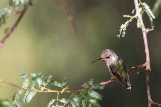 Hummingbirds Joe Luedtke Photography