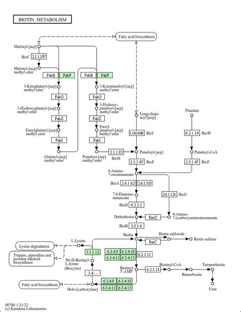 KEGG PATHWAY Biotin Metabolism Homo Sapiens Human