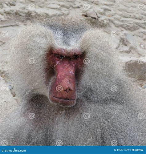 Baboon portrait closeup stock image. Image of animal - 145771779