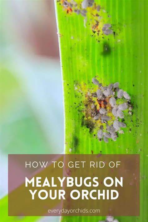 White Fuzz on Your Orchids? How to Get Rid of Mealybugs - Everyday Orchids