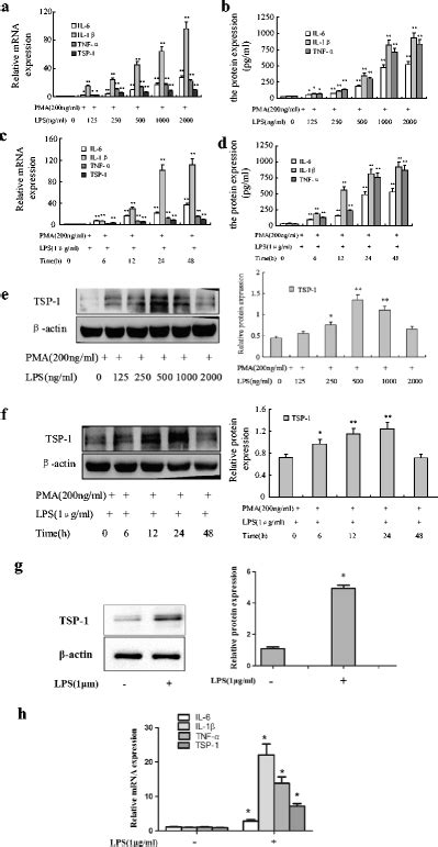 P Gingivalis Lps Induced Expression Of Il 6 Il 1β Tnf α And Tsp 1